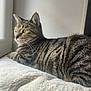 cat, tabby_cat, striped_fur, green_eyes, window, blanket, cozy, indoor, pets, resting, feline, soft_light, side_view, relaxed, whiskers, ears, nose, fur_texture, domestic_cat, animal