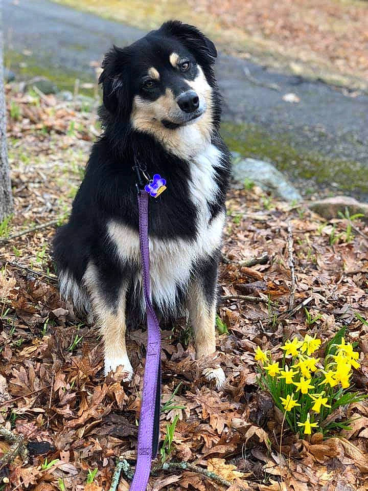 Violet joined the competition — help win amazing prizes! australian_shepherd, border_collie, canidae, carnivore, companion_dog, dog, dog_breed, english_shepherd, finnish_lapphund, herding_dog, mammal, miniature_australian_shepherd, plant, puppy, rare_breed_dog, sporting_group, tree, vertebrate, welsh_sheepdog, working_dog