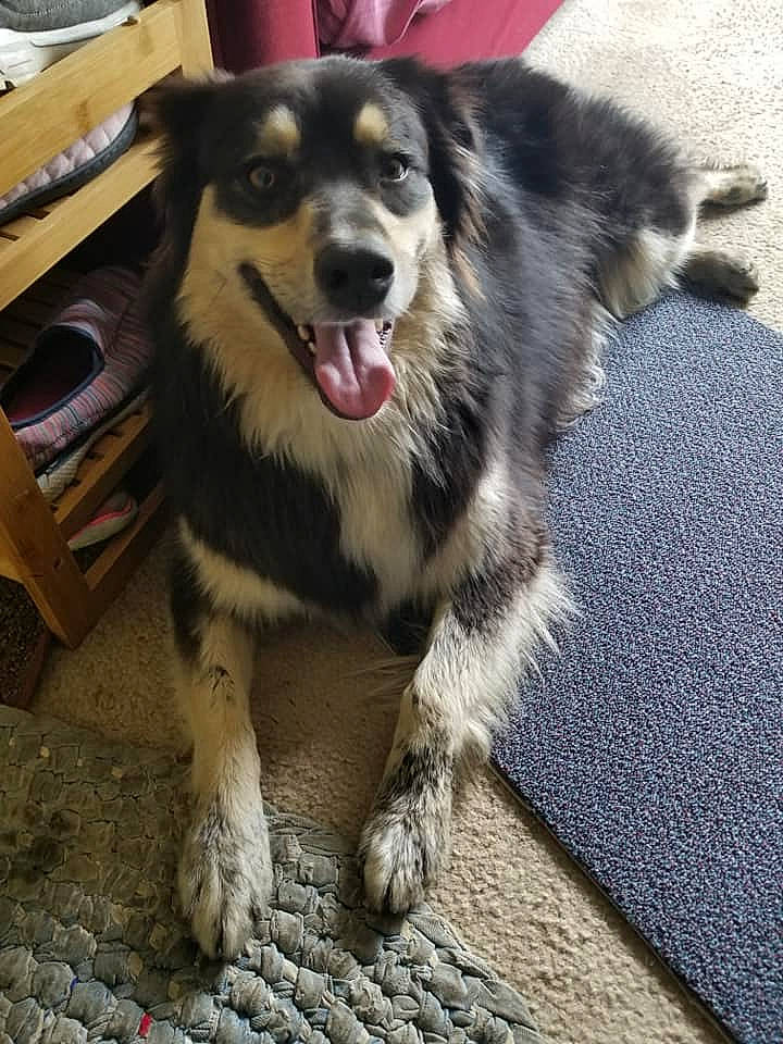 Violet is registered to the contest to win money with this photo: australian_shepherd, canidae, carnivore, companion_dog, dog, dog_breed, herding_dog, mammal, miniature_australian_shepherd, native_american_indian_dog, rare_breed_dog, small_greek_domestic_dog, snout, sporting_group, vertebrate, working_dog