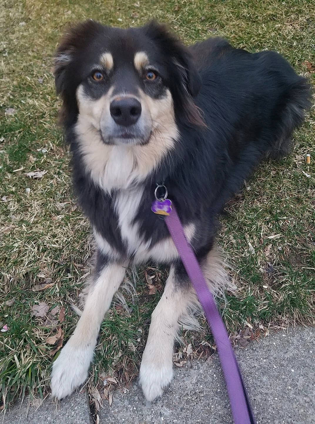 Violet joined the competition — help win amazing prizes! australian_collie, australian_shepherd, border_collie, canidae, carnivore, companion_dog, dog, dog_breed, english_shepherd, herding_dog, mammal, miniature_australian_shepherd, rare_breed_dog, small_greek_domestic_dog, sporting_group, vertebrate, working_dog