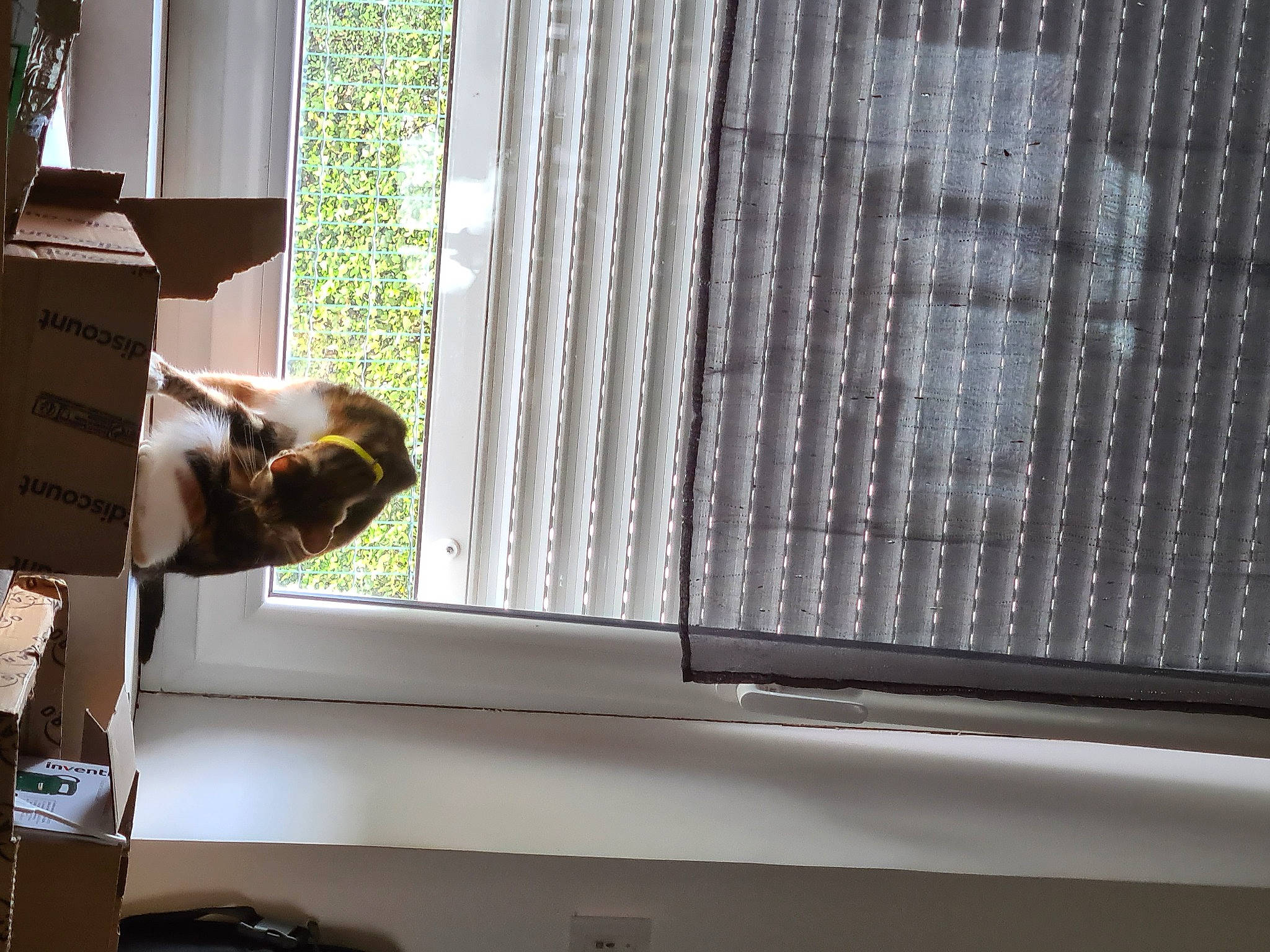 Mimie participe au concours pour gagner de l'argent avec cette photo : backpack, ceiling, daylighting, fixture, glass, luggage_and_bags, mesh, metal, pattern, plant, room, shade, shadow, tints_and_shades, window, window_covering, window_treatment, wood