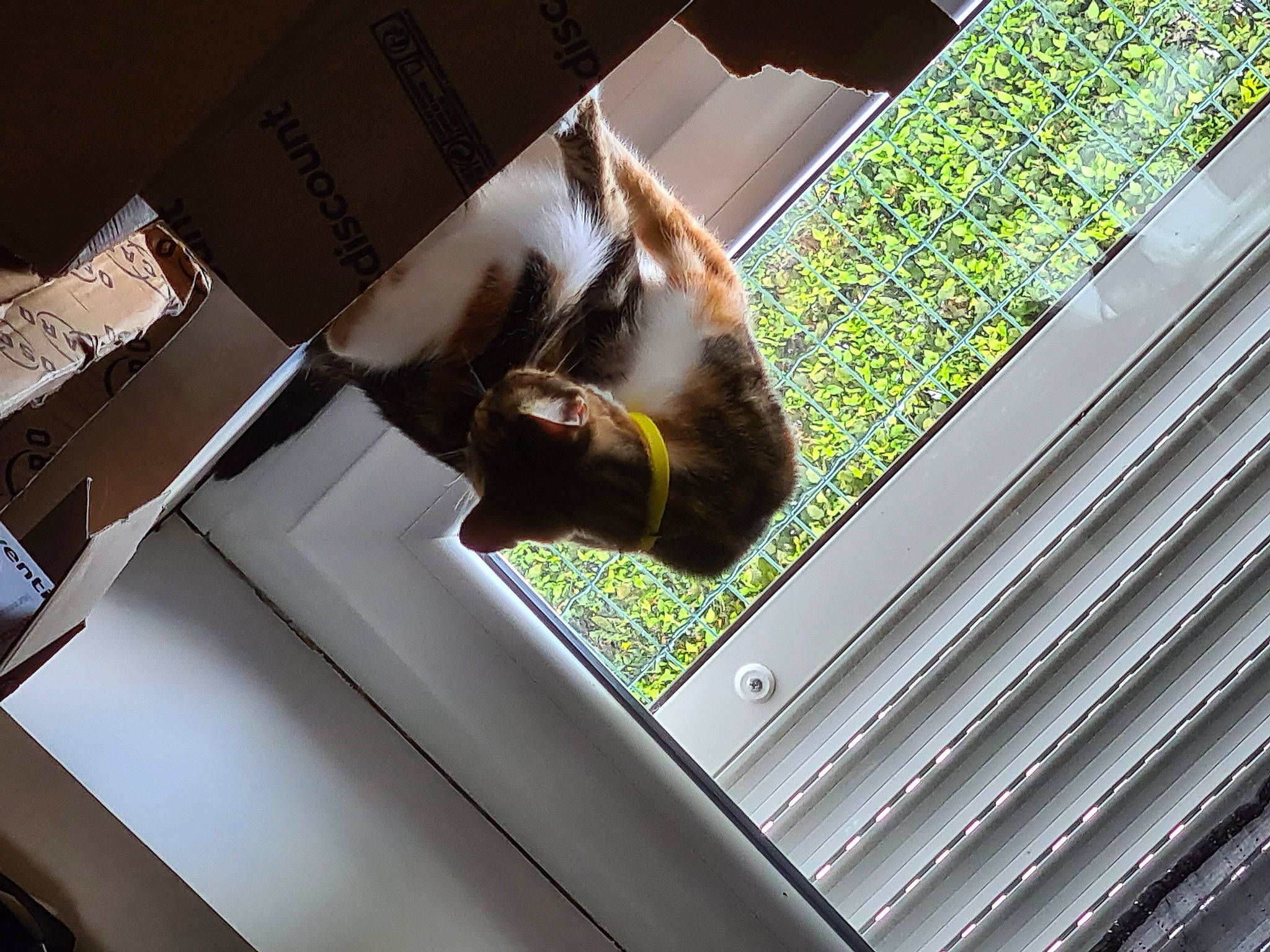 Mimie a rejoint le concours — aidez-le/la à gagner de superbes lots ! automotive_design, automotive_exterior, carnivore, cat, computer, computer_hardware, design, electronic_device, eyewear, felidae, gadget, laptop, material_property, netbook, output_device, personal_computer, small_to_medium_sized_cats, technology, vehicle_door, whiskers