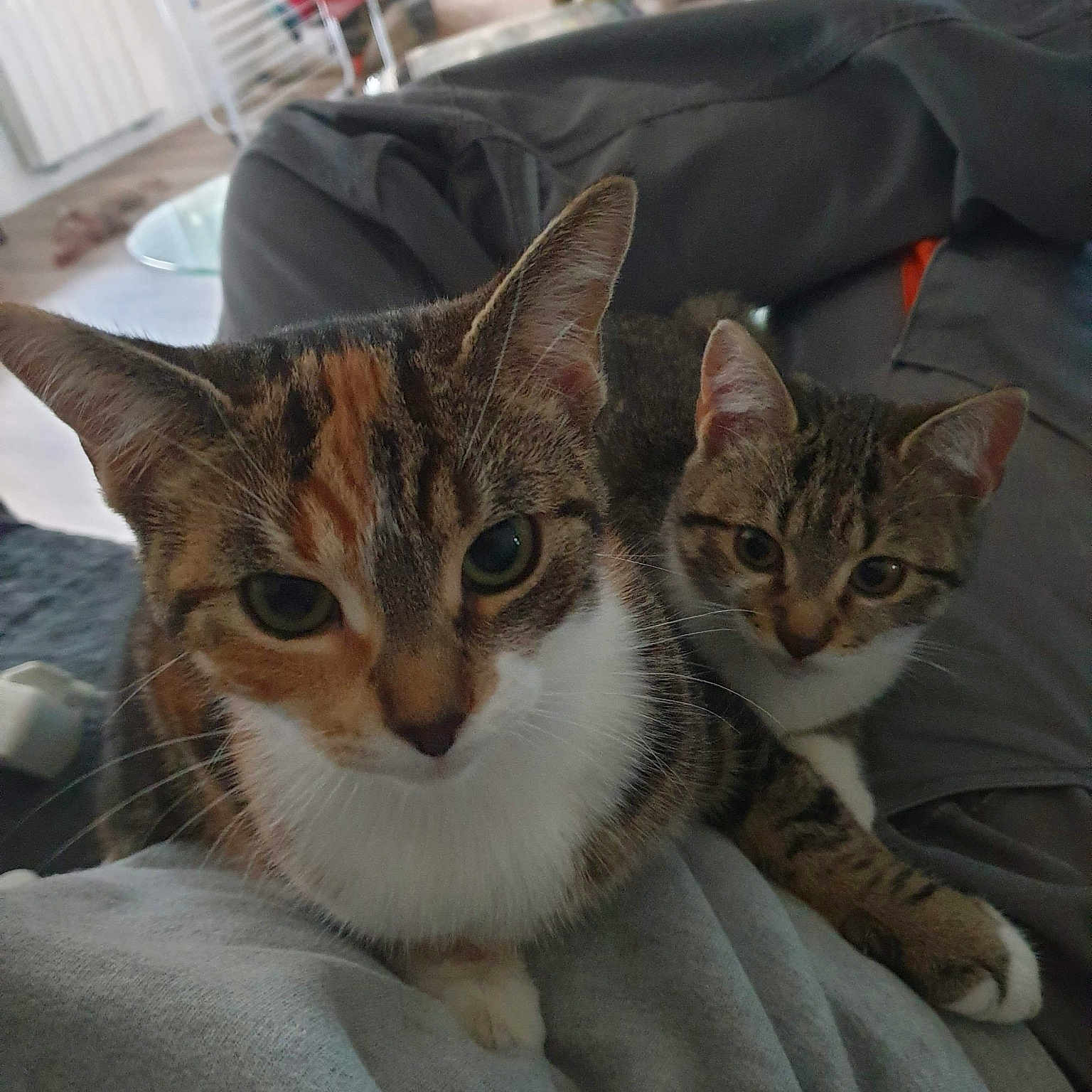 Mimie