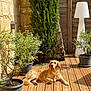 Thelma a rejoint le concours — aidez-le/la à gagner de superbes lots ! canine, daylight, deck, dog, fence, garden, golden_retriever, lamp, leaves, nature, outdoor, pet, plants, potted_plants, relaxed, stone_wall, sunlight, sunshine, tree, wooden_floor