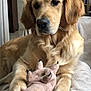 animal, blanket, companion, cozy, cute, dog, domestic_animal, fur, furniture, golden_retriever, indoor, mammal, paw, pet, pig_toy, plush_toy, portrait, relaxed, soft, toy
