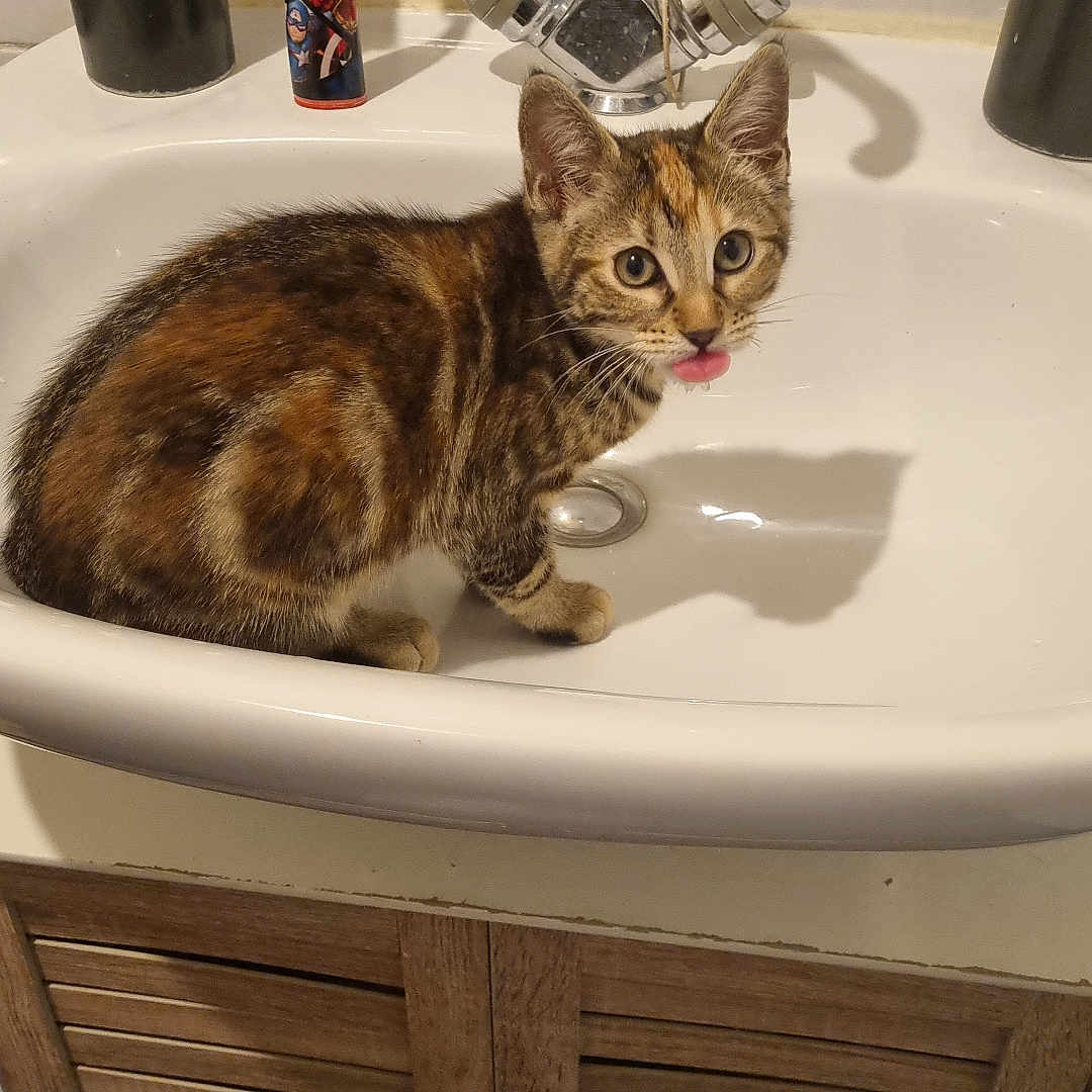Caly participe au concours pour gagner de l'argent avec cette photo : bathroom, cabinet, cat, counter, curious, cute, domestic_animal, faucet, fur, household, indoor, kitten, mischievous, pet, playful, sink, tongue, toothbrush, whiskers, young_cat