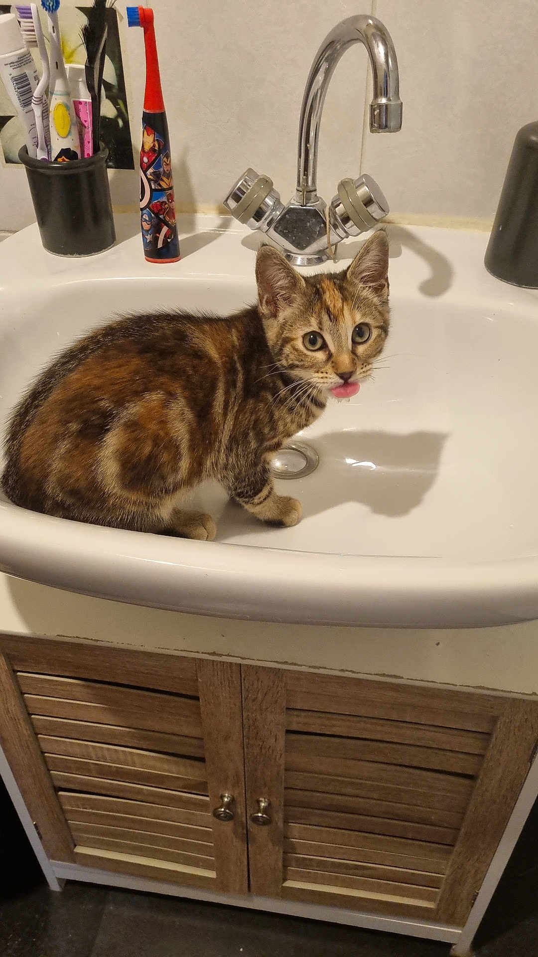 Caly participe au concours pour gagner de l'argent avec cette photo : kitten, cat, sink, bathroom, faucet, toothbrush, counter, cabinet, pet, tongue, playful, domestic_animal, fur, whiskers, curious, young_cat, indoor, cute, mischievous, household