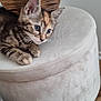 Caly a rejoint le concours — aidez-le/la à gagner de superbes lots ! kitten, cat, tabby, blue_eyes, stool, furniture, wooden_floor, indoor, curious, pet, animal, sitting, small, young, cozy, chair, soft_texture, light_color, alert, cute