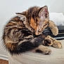 Caly a rejoint le concours — aidez-le/la à gagner de superbes lots ! kitten, cat, sleeping, fur, paw, napping, cute, small, striped, animal, pet, soft, cozy, resting, feline, indoor, ottoman, beige, whiskers, curled_up