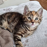 Caly a rejoint le concours — aidez-le/la à gagner de superbes lots ! kitten, cat, tabby, feline, pet, animal, fur, whiskers, ears, eyes, cute, sleeping_area, blanket, soft, domestic, young, resting, indoor, closeup, small
