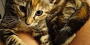 Caly a rejoint le concours — aidez-le/la à gagner de superbes lots ! kitten, tabby, cat, pet, lap, legs, indoor, wooden_floor, curious, fur, whiskers, paws, relaxed, person, shorts, cozy, closeup, animal, young, comfort