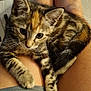 kitten, tabby, cat, pet, lap, legs, indoor, wooden_floor, curious, fur, whiskers, paws, relaxed, person, shorts, cozy, closeup, animal, young, comfort