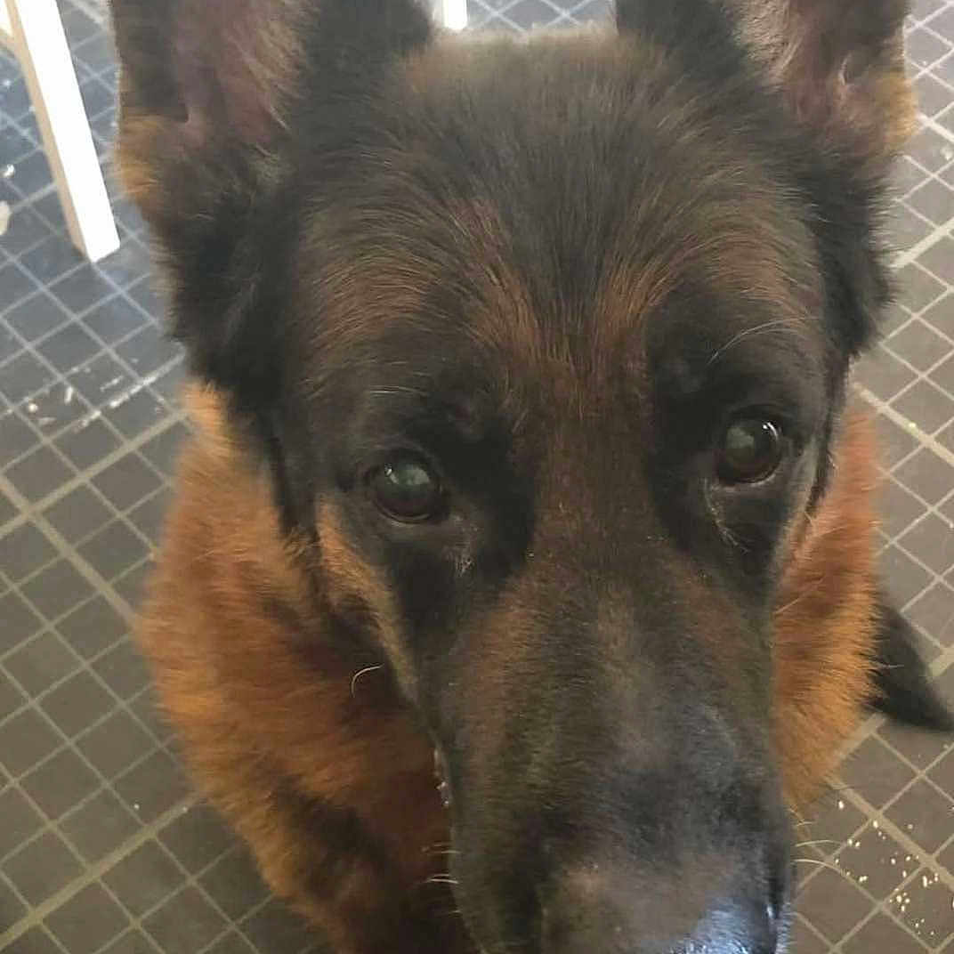 Prince is registered to the contest to win money with this photo: animal, black, brown, canine, close_up, companion, curious, dog, domestic_animal, ears, face, floor, fur, german_shepherd, indoor, looking_up, nose, paw, pet, tile