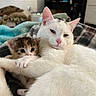Ford joined the competition — help win amazing prizes! adorable, animal, blanket, calico_kitten, cat, cuddling, cute, feline, fur, indoors, kitten, paws, pet, pink_nose, portrait, sleepy, tabby_kitten, whiskers, white_cat, wide_eyes
