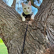 Ford joined the competition — help win amazing prizes! animal, bark, blue_sky, cat, ears, eyes, face, grass, harness, leash, nature, outdoor, pet, pine_needles, portrait, tree, tree_branch, tree_trunk, whiskers, white_cat