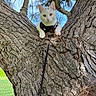 animal, bark, blue_sky, cat, ears, eyes, face, grass, harness, leash, nature, outdoor, pet, pine_needles, portrait, tree, tree_branch, tree_trunk, whiskers, white_cat
