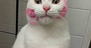 Ford joined the competition — help win amazing prizes! animal, bathroom, cat, close_up, ears, feline, funny, green_eyes, indoors, nose, pet, photography, pink_markings, pink_paint, portrait, sitting, tile, whiskers, white_cat, white_fur