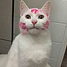 animal, bathroom, cat, close_up, ears, feline, funny, green_eyes, indoors, nose, pet, photography, pink_markings, pink_paint, portrait, sitting, tile, whiskers, white_cat, white_fur