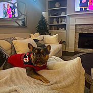 Alfie joined the competition — help win amazing prizes! dog, french_bulldog, sweater, blanket, couch, living_room, television, fireplace, pillow, window, lamp, shelf, decor, carpet, table, cozy, indoor, holiday, pet, relaxed