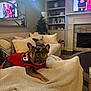 dog, french_bulldog, sweater, blanket, couch, living_room, television, fireplace, pillow, window, lamp, shelf, decor, carpet, table, cozy, indoor, holiday, pet, relaxed
