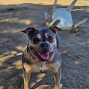 Piglet joined the competition — help win amazing prizes! dog, outdoor, sunlight, dirt, happy, smiling, pet, animal, chair, playful, tongue_out, ears_up, collar, shadow, grass, daytime, canine, friendly, standing, background
