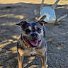 dog, outdoor, sunlight, dirt, happy, smiling, pet, animal, chair, playful, tongue_out, ears_up, collar, shadow, grass, daytime, canine, friendly, standing, background