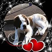 Zenna participe au concours pour gagner de l'argent avec cette photo : canidae, carnivore, companion_dog, dog, dog_breed, drentse_patrijshond, love, mammal, moscow_watchdog, photo_caption, photography, puppy, puppy_love, pyrenean_mastiff, rare_breed_dog, spaniel, sporting_group, st_bernard