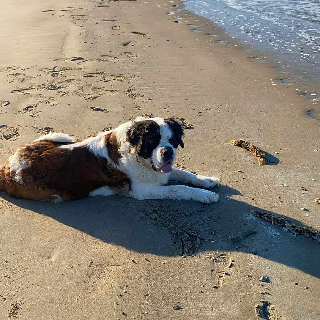 Zenna a rejoint le concours — aidez-le/la à gagner de superbes lots ! animal, beach, canine, coast, daytime, dog, mammal, nature, ocean, outdoor, pet, relaxation, sand, scenery, shoreline, summer, sunlight, vacation, water, waves