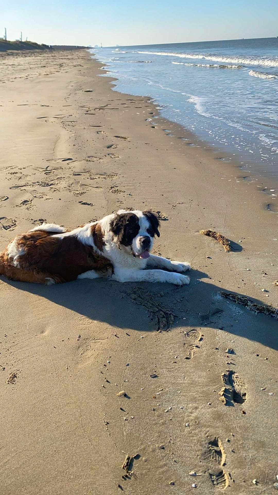 Zenna a rejoint le concours — aidez-le/la à gagner de superbes lots ! animal, beach, canine, coast, daytime, dog, mammal, nature, ocean, outdoor, pet, relaxation, sand, scenery, shoreline, summer, sunlight, vacation, water, waves