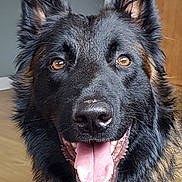 Sirius participe au concours pour gagner de l'argent avec cette photo : dog, black_dog, brown_dog, pet, canine, indoor, portrait, tongue_out, happy, close_up, fur, ears, animal, face, mouth, eyes, smiling, house, wooden_furniture, floor