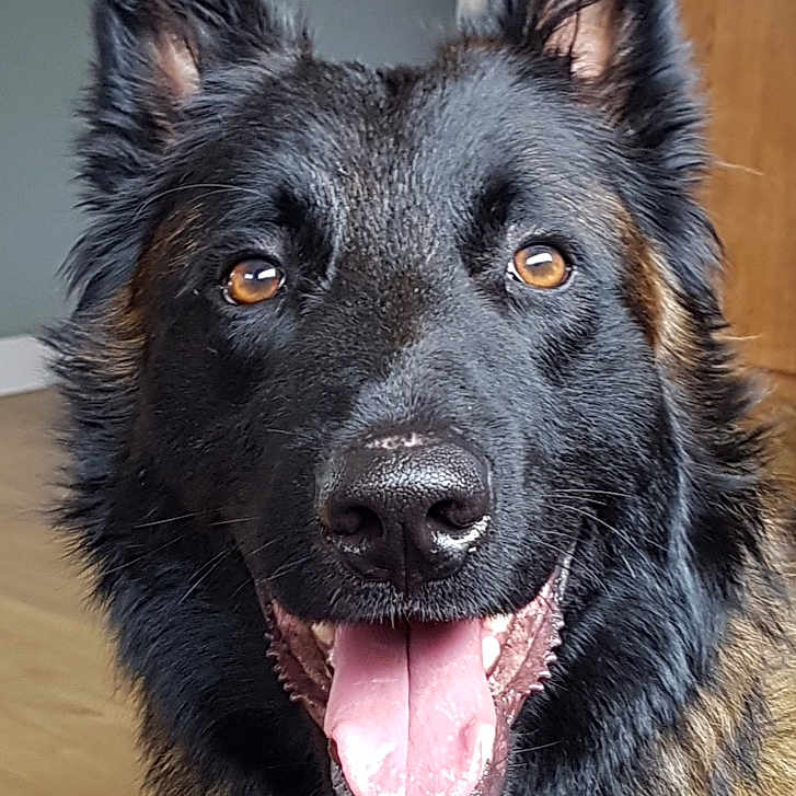 Sirius