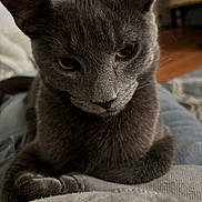 Asher joined the competition — help win amazing prizes! cat, gray_cat, pet, animal, feline, close_up, indoor, yellow_eyes, fur, resting, cute, whiskers, ears, portrait, soft_texture, cozy, domestic, relaxed, mammal, companion