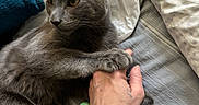 Asher is registered to the contest to win money with this photo: cat, gray_cat, pet, animal, hand, human_hand, paw, bed, blanket, sheet, towel, resting, indoor, cozy, fur, claws, relaxation, companion, trust, close_up