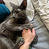 cat, gray_cat, pet, animal, hand, human_hand, paw, bed, blanket, sheet, towel, resting, indoor, cozy, fur, claws, relaxation, companion, trust, close_up