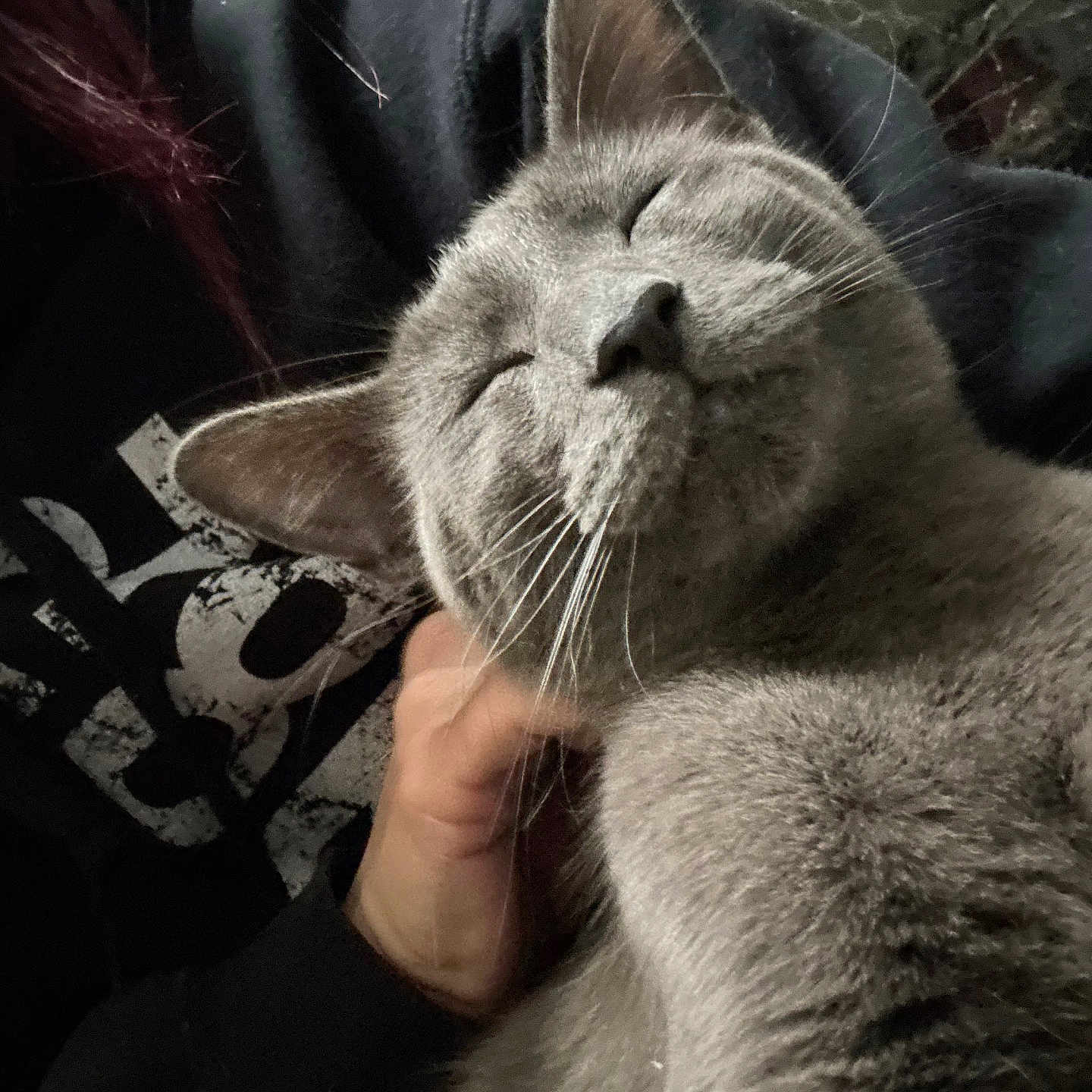 Asher is registered to the contest to win money with this photo: cat, gray_cat, sleeping, pet, whiskers, furry, closeup, cozy, hand, human, hoodie, indoor, relaxing, content, cute, animal, companion, resting, portrait, soft_light