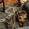 Asher is registered to the contest to win money with this photo: cat, gray_cat, tortoiseshell_cat, feline, pet, indoor, rug, patterned_rug, couch, blanket, wood_floor, cozy, domestic, animal, two_animals, floor, living_room, fur, curious, seated