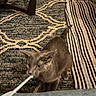 Asher is registered to the contest to win money with this photo: cat, gray_cat, pet, indoor, carpet, rug, striped_rug, wooden_furniture, floor, curious, animal, feline, playful, motion_blur, domestic, sniffing, whiskers, tail, ears, closeup