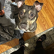 Akila is registered to the contest to win money with this photo: dog, indoor, wooden_floor, clothes, pile, socks, feet, person, curious, ears, looking_up, pet, companion, home, floor_rug, black_legs, casual, cozy, animal, closeup