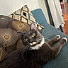 cat, tuxedo_cat, yellow_eyes, whiskers, couch, pillow, patterned_pillow, indoor, furniture, relaxed, pet, fur, home, cozy, looking_at_camera, curious, domestic_cat, animal, mammal