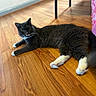 cat, tuxedo_cat, indoor, wooden_floor, furniture_leg, pink_fabric, pet, animal, relaxed, lying_down, curious, whiskers, paws, tail, home, flooring, domestic_animal, cozy, feline, resting