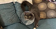 Lilo is registered to the contest to win money with this photo: animal, blanket, cat, cone, couch, cute, domestic, feline, fur, furniture, gray_cat, home, indoor, pet, pillow, protective_collar, resting_place, tail, walking, whiskers