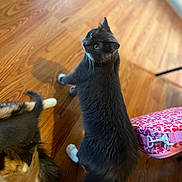Lilo joined the competition — help win amazing prizes! cat, cats, indoor, wooden_floor, curious, black_cat, calico_cat, feline, pet, domestic_animal, fur, whiskers, tail, pink_bag, patterned_bag, flooring, wood_texture, home, animal, companions