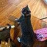 cat, cats, indoor, wooden_floor, curious, black_cat, calico_cat, feline, pet, domestic_animal, fur, whiskers, tail, pink_bag, patterned_bag, flooring, wood_texture, home, animal, companions