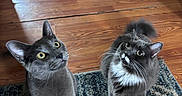 Lilo is registered to the contest to win money with this photo: cat, cats, gray_cat, whiskers, yellow_eyes, curious, indoor, wooden_floor, rug, pet, feline, two_animals, looking_up, domestic_animal, fluffy, playful, household, animal_pair, paw, tail