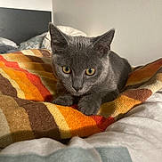 Bucky participe au concours pour gagner de l'argent avec cette photo : cat, kitten, gray_cat, pet, animal, indoor, blanket, striped_blanket, bed, cozy, fur, cute, young_cat, curious, paws, whiskers, ears, eyes, resting, domestic_animal