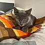 cat, kitten, gray_cat, pet, animal, indoor, blanket, striped_blanket, bed, cozy, fur, cute, young_cat, curious, paws, whiskers, ears, eyes, resting, domestic_animal