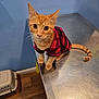 Sarabi is registered to the contest to win money with this photo: cat, kitten, orange_tabby, plaid, red_shirt, pet, whiskers, curious, wide_eyes, tabby, fur, ears, tail, paws, metal_table, indoor, wood_floor, pet_carrier, blue_wall, portrait