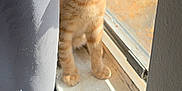 Sarabi is registered to the contest to win money with this photo: cat, kitten, orange_cat, windowsill, window, curtain, sunlight, indoor, pet, fur, whiskers, paws, sitting, looking_up, curious, portrait, screen, home, cozy, shadow
