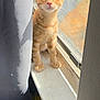 cat, kitten, orange_cat, windowsill, window, curtain, sunlight, indoor, pet, fur, whiskers, paws, sitting, looking_up, curious, portrait, screen, home, cozy, shadow