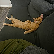 Sarabi is registered to the contest to win money with this photo: cat, ginger_cat, tabby, orange_cat, sleeping, nap, couch, sofa, indoor, pet, relaxed, stretched, fur, whiskers, paw, living_room, furniture, upholstery, cozy, domestic_cat